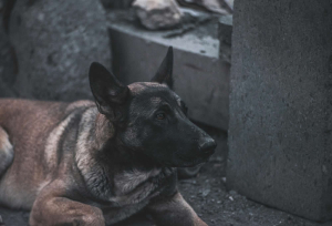 Custodia compartida de mascotas tras una separación